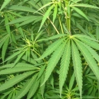 U Prnjavoru pronađena improvizovana laboratorija za uzgoj marihuane