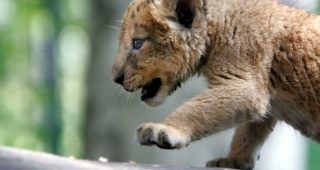 Odbjegli lav u Budvi još nije pronađen: Za 3 mjeseca će jesti pse, mačke i ljude