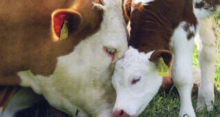 Hrvatska: Uginulo više od 100 goveda, četiri osobe u bolnici, potvrđen antraks