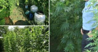 Akcija “Plantaža 2022”: Pronađena plantaža marihuane, oduzete veće količine droge