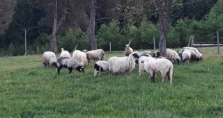 Vukovi rastrgali ovce u Prijedoru